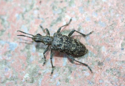 Rhagium inquisitor